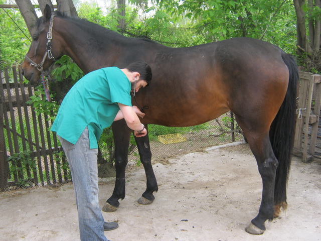 cabinet-veterinar-eqvinevet4239