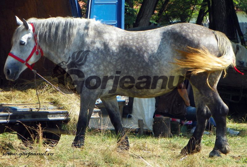 Iapă cu anemie infecţioasă, sacrificată după fătare