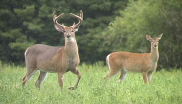 Anchetat pentru braconaj