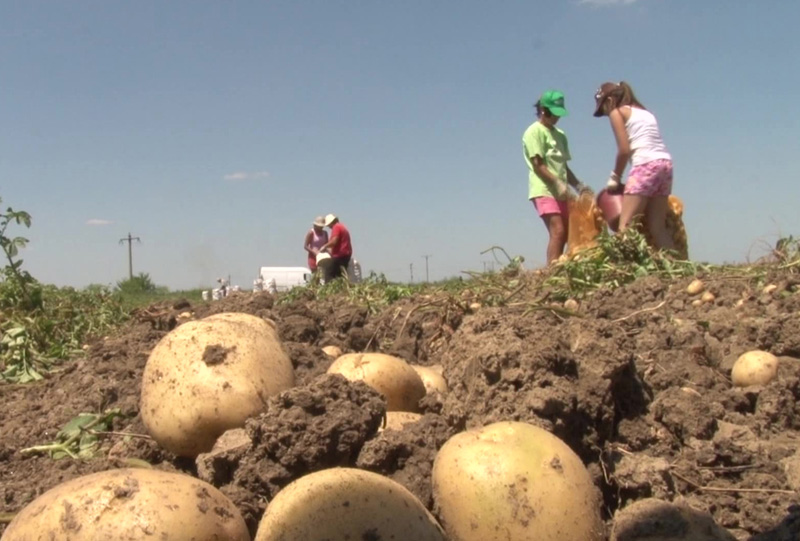 cartofi-1-agricultura