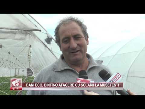 BANI ECO, DINTR-O AFACERE CU SOLARII LA MUȘETEȘTi