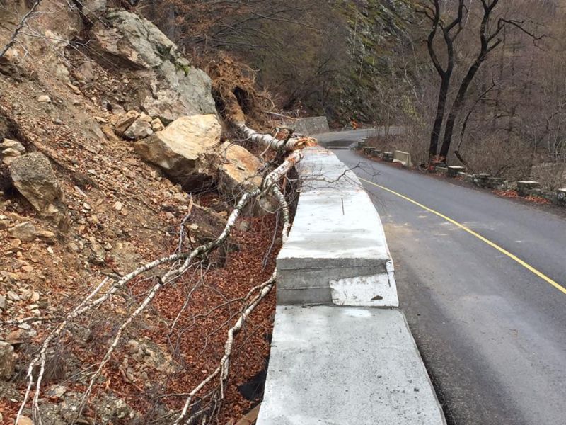 Mesteacăn smuls din rădăcini, în Defileul Jiului