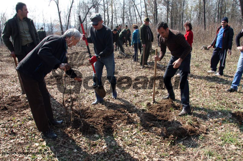 Puieţi de stejar, plantaţi la Novaci