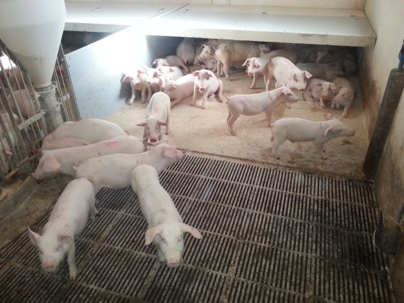 Crescătorii de porcine pot obţine ajutor excepţional de la APIA