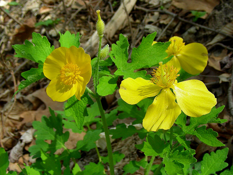 Plante medicinale din Farmacia Domnului / Rostopasca are multe virtuţi (inclusiv antitumorale şi afecţiuni cardiace)