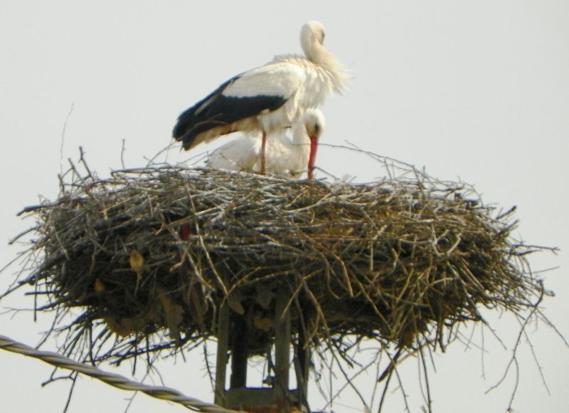 Odată cu vremea bună, Au sosit şi berzele