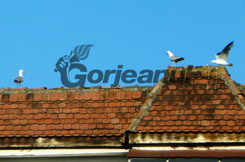 Observator pe cer – Virtuozitate