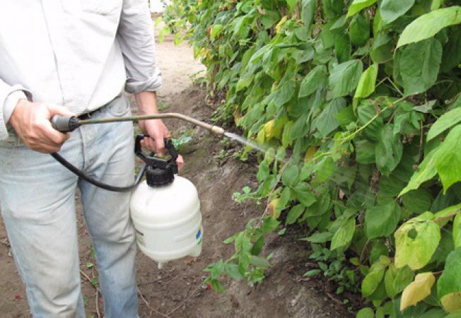 Agricultura pe înţelesul tuturor – Să ne protejăm ecologic grădina, casa