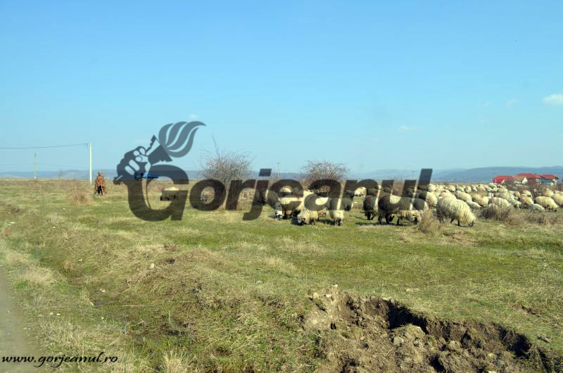 amenajamente pastorale