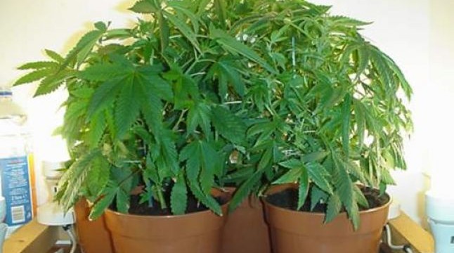 Tânărul care a încercat să le vândă droguri polițiștilor vrea să scape mai repede de închisoare