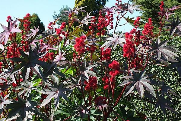 Idei de afaceri – Cultura de ricin