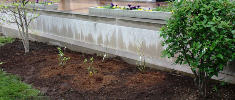 Agricultura pe înşelesul tuturor – Să înierbăm viile, pomii și arbuștii fructiferi