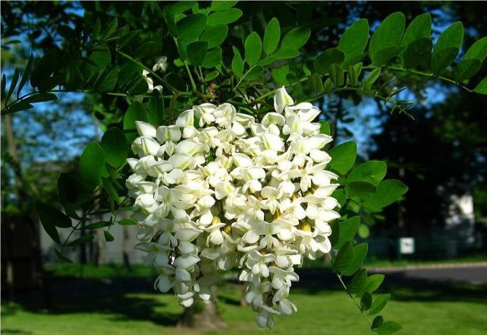 Plante medicinale din Farmacia Domnului / Salcâmul combate bolile gastro-intestinale şi tusea!