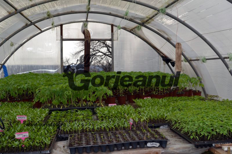 Agricultura pe înțelesul tuturor / Să ne protejăm ecologic grădina