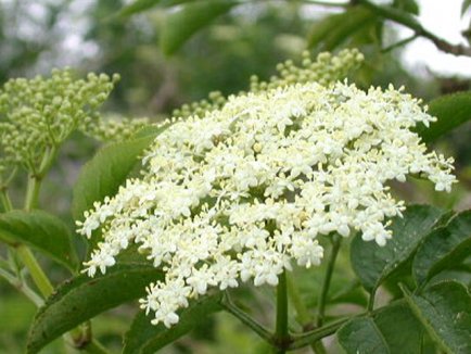 Plante medicinale din Farmacia Domnului – Socul combate multe boli, printre care şi obezitatea!