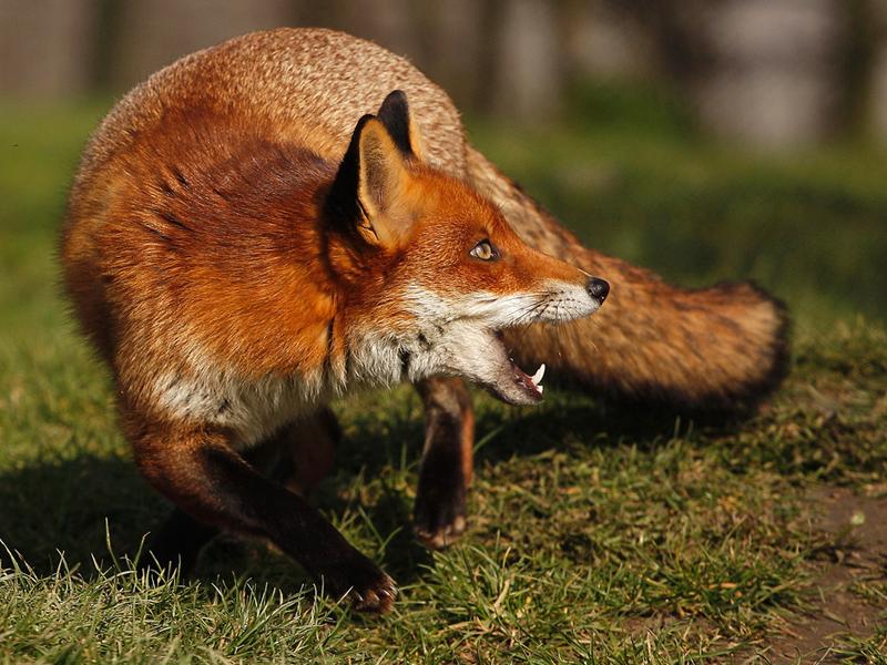 Momeli la vizuină pentru vulpile din judeţ