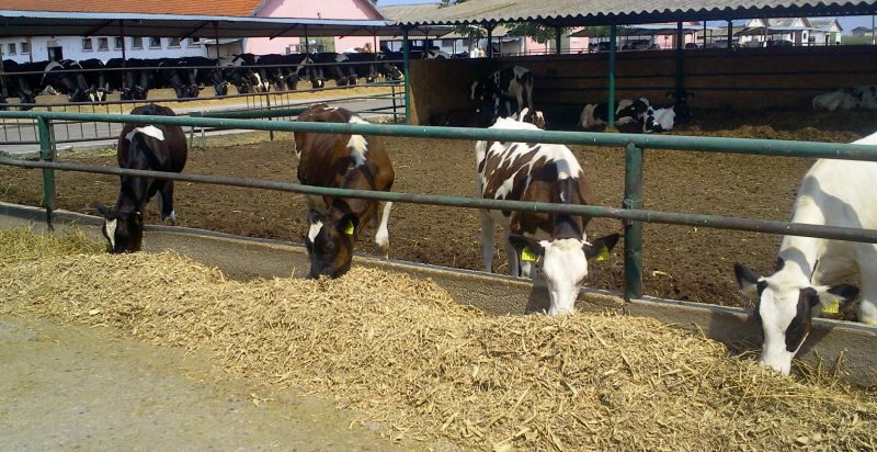 Crescătorii de animale, instruiţi de finanţişti