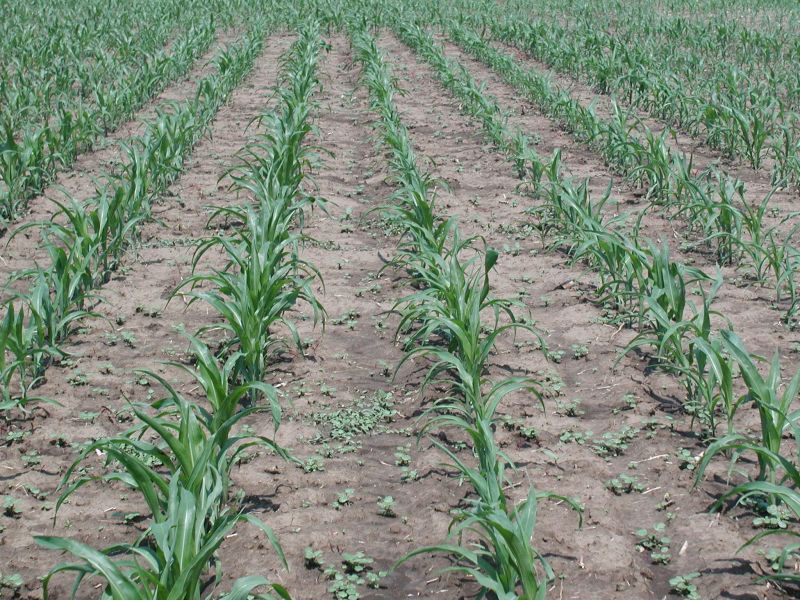 Agricultura pe înțelesul tuturor / Să erbicidăm corect porumbul