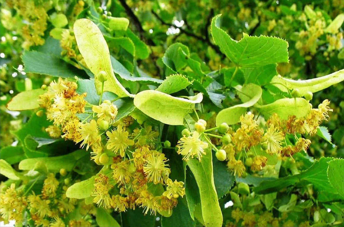 Plante medicinale din Farmacia Domnului – Teiul reduce toxicitatea organismului