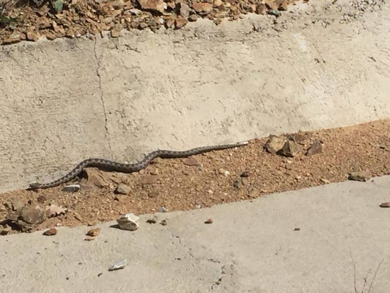 Stoc de antiviperin asigurat la SJU Târgu-Jiu