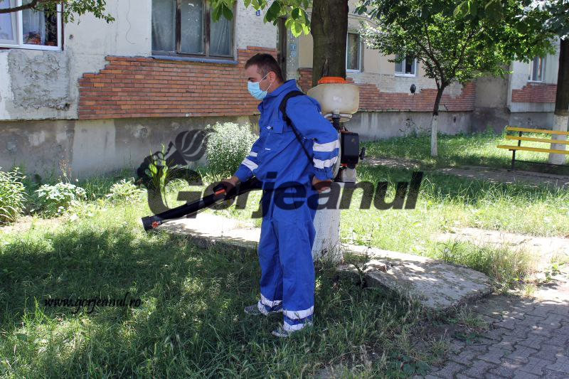 Dezinsecţie la Rovinari