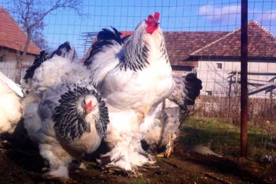 Idei de afaceri – Creșterea găinilor uriașe pentru carne și ouă