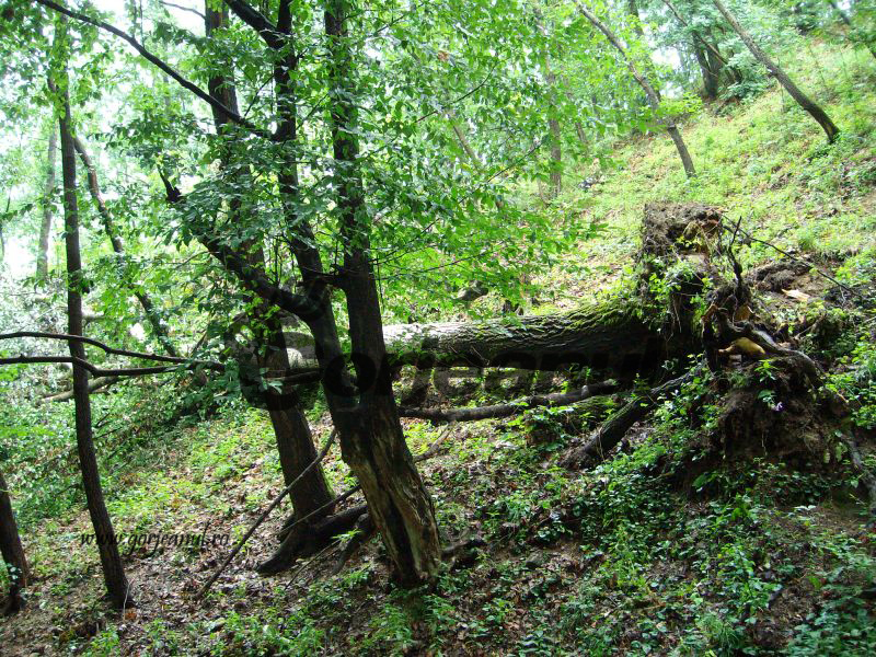 Pădurile din Gorj, incluse în Catalogul Naţional al Pădurilor Virgine