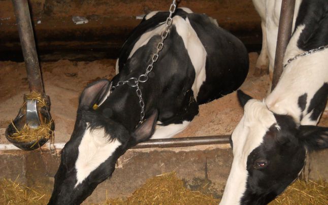 Reținuți pentru furt de vaci