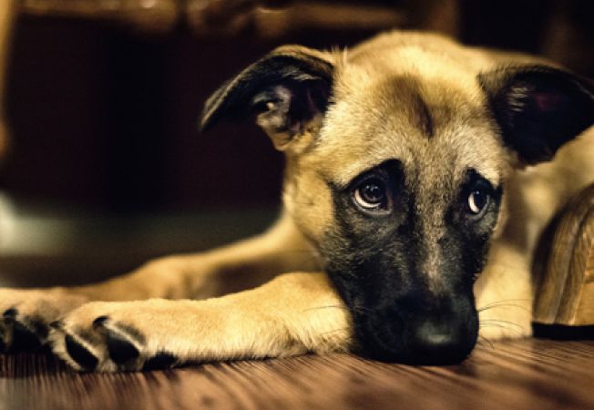 Reținut după ce a aruncat o cățelușă în fântână