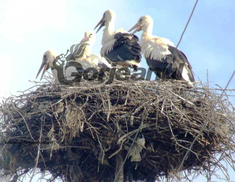 Observatorul estival – „Juniorii” de la Șomăneşti se antrenează intens