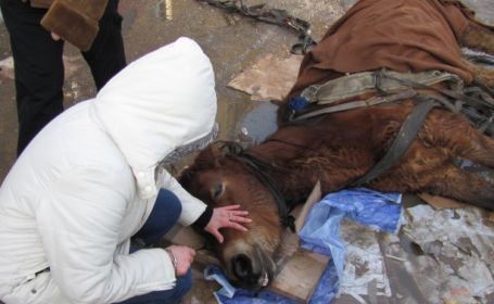 Cruzime fără margini! Cercetați după ce au bătut un cal cu biciul și levierul