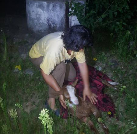 Misiuni mai puțin obișnuite! Pompierii, chemați să salveze o capră și un porc