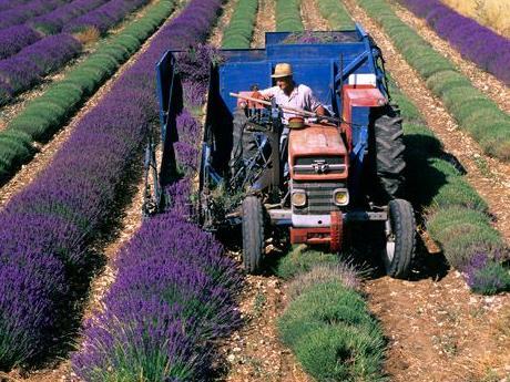 Levănțica – sursă de bunăstare și de sănătate