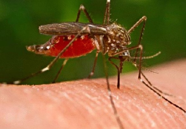 Pericol în apropierea gorjenilor, Virusul West Nile, confirmat la trei persoane din judeţul vecin