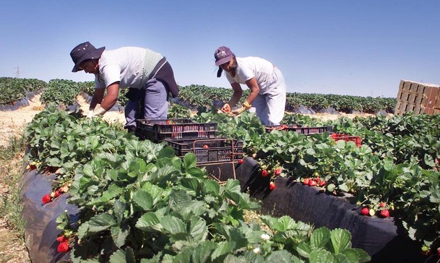 Piaţa muncii din UE caută gorjeni! AJOFM continuă recrutarea de căpşunărese pentru Spania