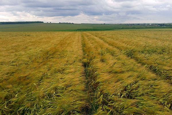 Agricultura pe înțelesul tuturor – Să fertilizăm corect cerealele păioase