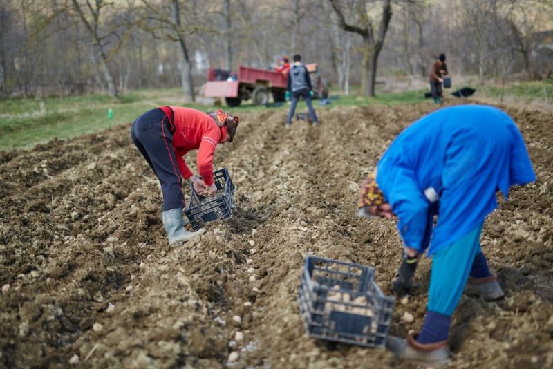 716 agricultori gorjeni, aşteptaţi să-şi achite impozitul către Fisc