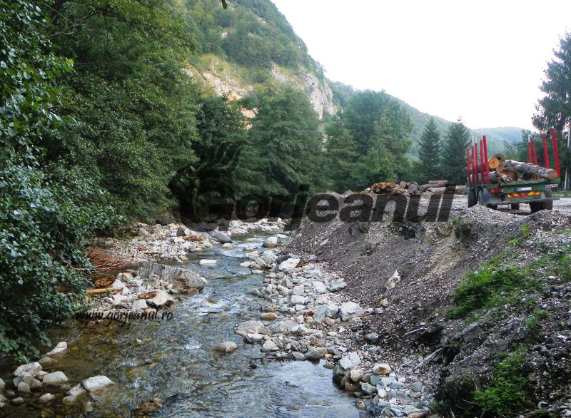 exploatare forestiera lemn copaci taiati (1)