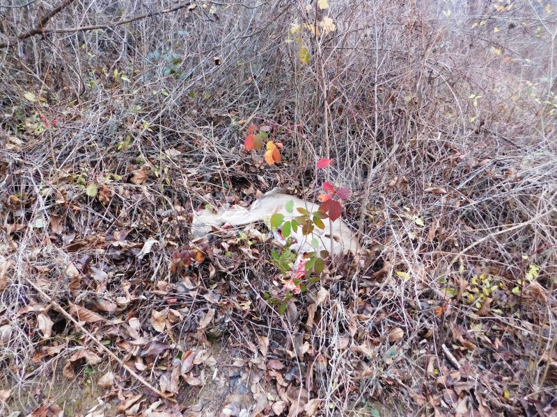 Concubini cercetați pentru braconaj