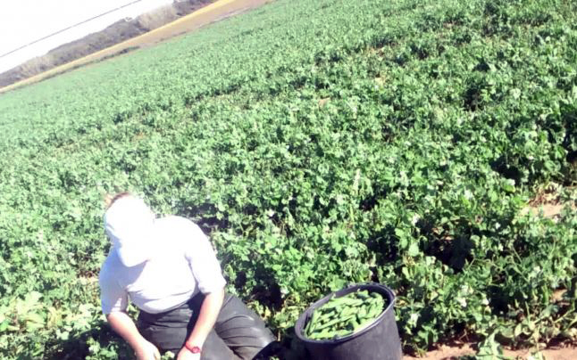 Prin AJOFM Gorj, se recrutează 250 de culegători de mazăre