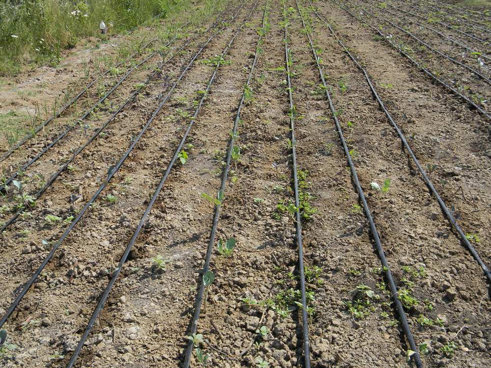 Rotația culturilor legumicole