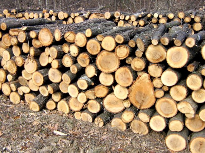 Amenzi de peste 900.000 de lei pentru ilegalități silvice