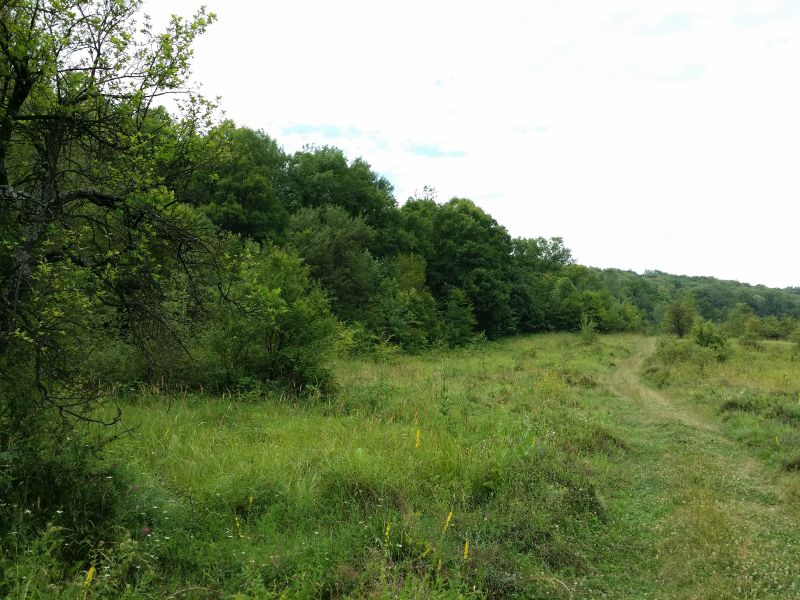 Ajutor de minimis pentru proprietarii de păduri din judeţ