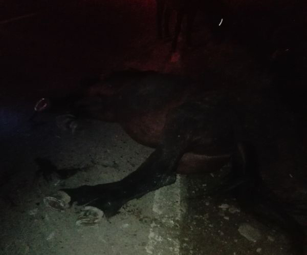 Cal eutanasiat după ce a distrus două mașini