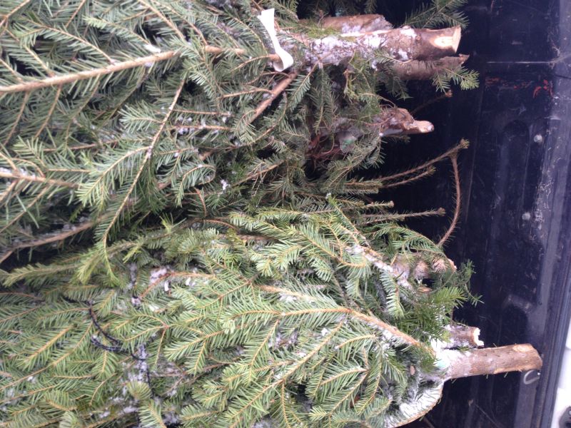 Furt de brazi la Runcu