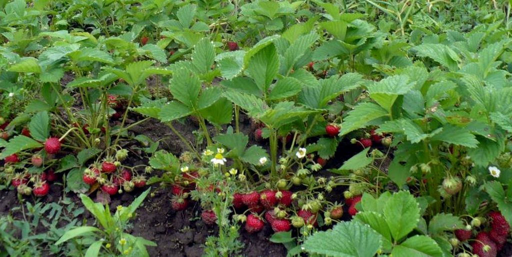 Ultimele zile pentru înscrierea la cules de căpşuni în Spania