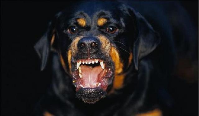 craiova-un-barbat-a-fost-ucis-de-un-caine-din-rasa-rottweiler