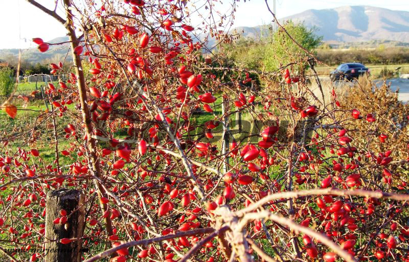 Filozofii hibernale – Fructele pădurii – o sursă irosită de vitamine