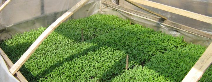 Agricultura pe înțelesul tuturor – Producerea răsadurilor de legume în micile ferme