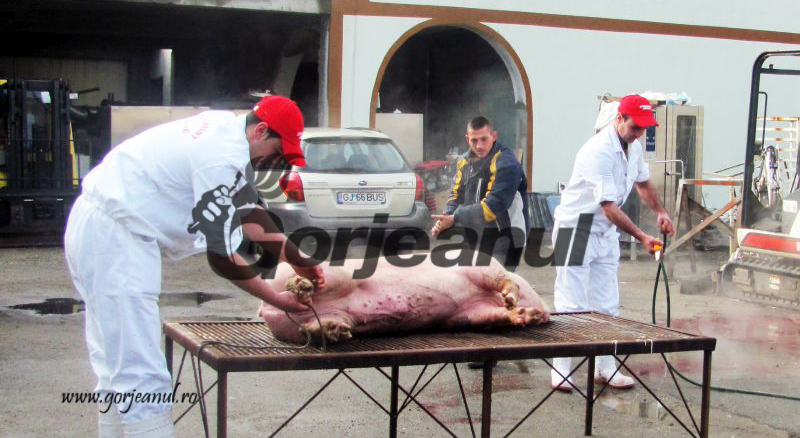 Demarează instruirile cu medicii veterinari, premergătoare Sărbătorilor de Iarnă